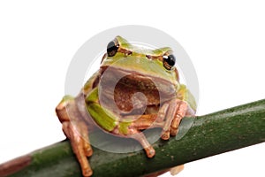 Green tree frog isolated on white