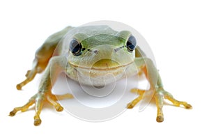 Green tree frog isolated on white background