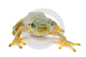Green tree frog isolated on white background