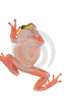 Green tree frog isolated on white background