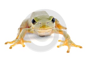 Green tree frog isolated on white background