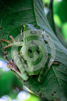 Green Tree Frog Labyrinth on a leaf