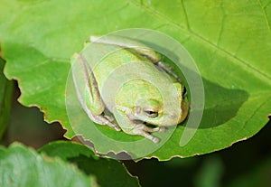 Green Tree Frog on large green leaf