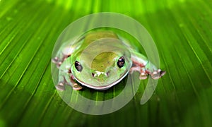 Green Tree Frog on a Large Leaf