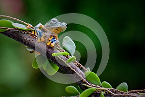 Green tree frog on the leaf