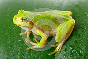 Green tree frog on the leaf