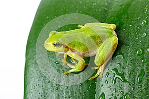 Green tree frog on the leaf