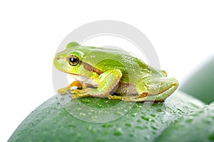 Green tree frog on the leaf
