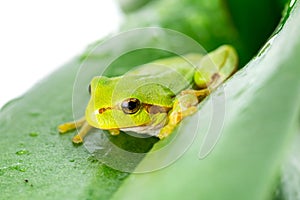 Green tree frog on the leaf