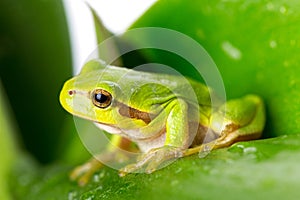Green tree frog on the leaf