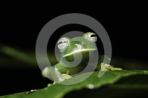 Verde un albero rana sul una lettera amazzonia l'animale anfibio 