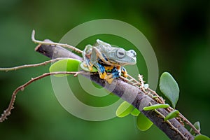 Green tree frog on the leaf photo
