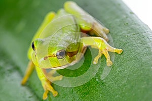 Green tree frog on the leaf photo