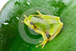 Green tree frog on the leaf photo