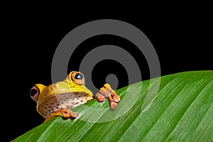 Green tree frog on leaf in rainforest amazon