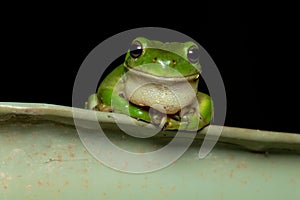 Green tree frog (Litoria caerulea)