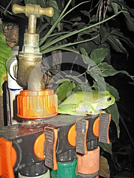 Green tree frog Litoria caerulea resting on a tap adaptor outlet in the garden. Darwin, NT Australia