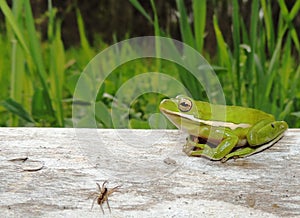 Green Tree Frog on a log