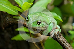 A green tree frog is looking at the camera