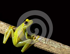 green tree frog looking up at night in rainforest