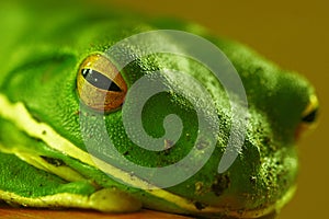 Green tree frog macro