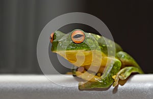 green Tree frog on metal