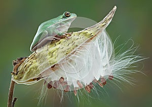 Green Tree Frog on Milkweed