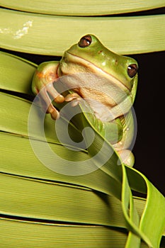 Green Tree Frog on Palm Frond