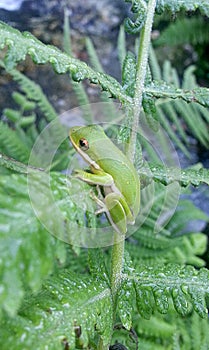Green Tree Frog Perched on a Fern Stem