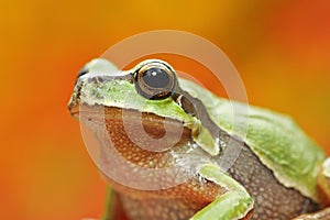 Green tree frog portrait over colorful background