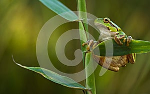 Green Tree Frog on a reed leaf (Hyla arborea)