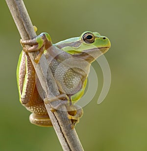 Green Tree Frog on a reed leaf Hyla arborea