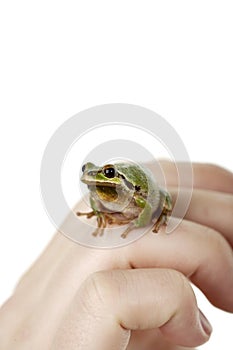 Green Tree Frog sitting on fingers