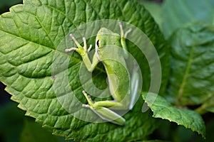 Green Tree Frog Sitting on a Large Green Leaf