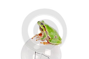 green tree frog sitting on a light bulb