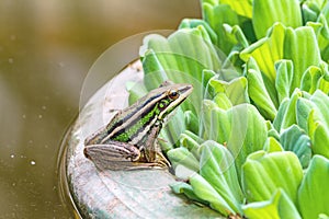 A green tree frog sitting on a tub and Water lettuce