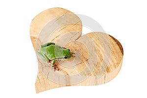 Green Tree Frog Sitting On Wood Heart Environment Concept Clipping Path Included