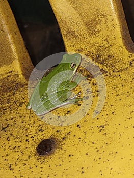 Green tree frog slimy sticky