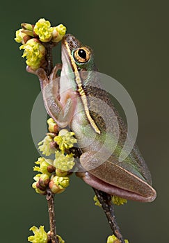 Green tree frog sniffing flowers