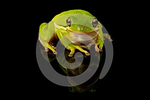 Green Tree Frog Studio Portrait