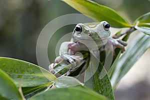 Green tree frog on tree branch