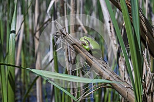 Green tree frog Tree frog - Hyla arborea sitting curled up on a stalk in a reed by a pond