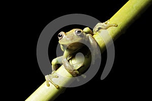 green tree frog tropical amazon jungle amphibian