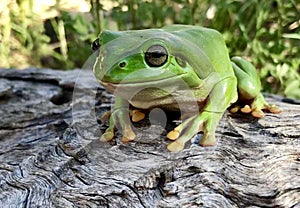 Green tree frog in Tropical North Queensland, Australia photo