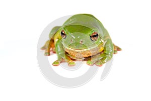 Green tree frog on white