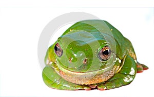 green tree frog on white