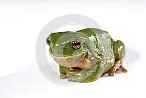 Green tree frog on white background