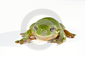 Green tree frog on white background