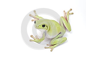 Green Tree Frog on white background