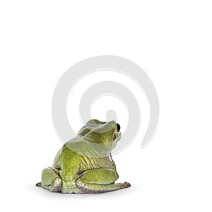 Green tree frog on white background